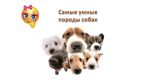 Самые умные породы собак с названием и фото.