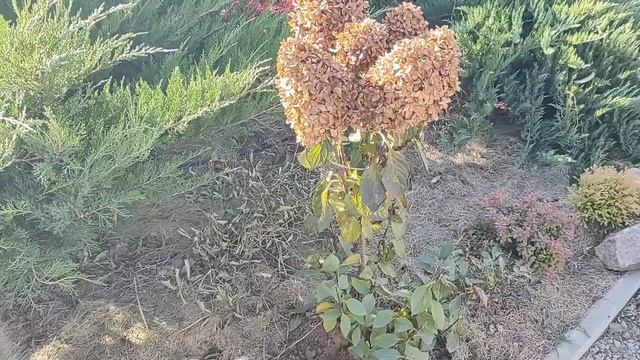 РАЗМНОЖАЕМ ГОРТЕНЗИЮ КУСТАМИ ЗА 1 СЕЗОН | Как размножить гортензию из куста быстро и просто
