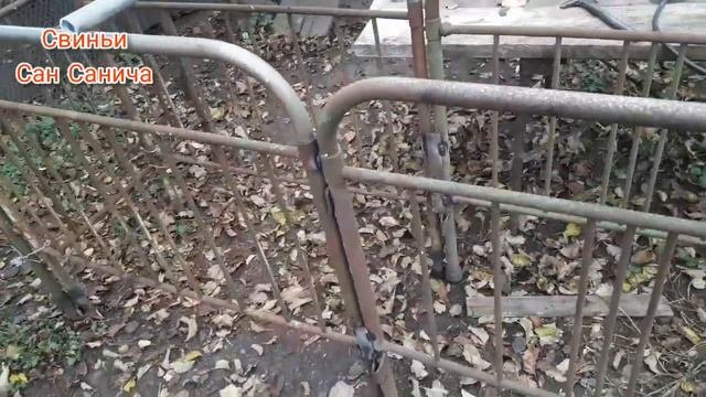 Станок для осеменения свиней