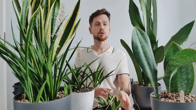 Мой уход за сансевиерией от А до Я