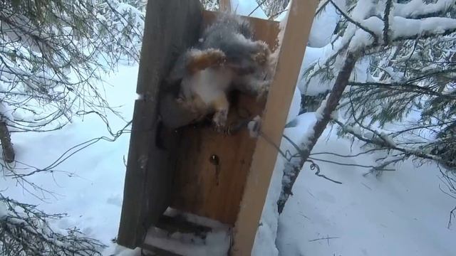 Охота На Соболя | Капканы: Удивительная Проверка