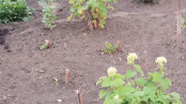 Мамин огород. Вот это град! Заветная мечта сестры. Сказочный закат