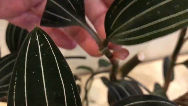 Драгоценная орхидея Лудизия. Укоренение!