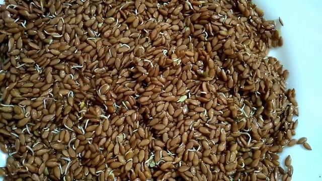 Как быстро прорастить семя льна! И в чём польза