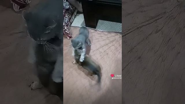 Like_7253327396088243445.mp4