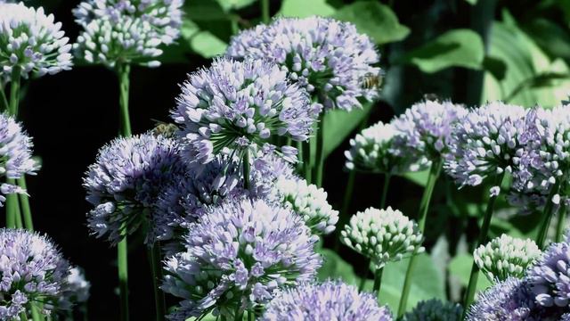 Flower Symphony. Цветочная Симфония.