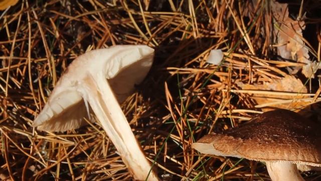 Рядовка бело коричневая съедобный гриб после отваривания