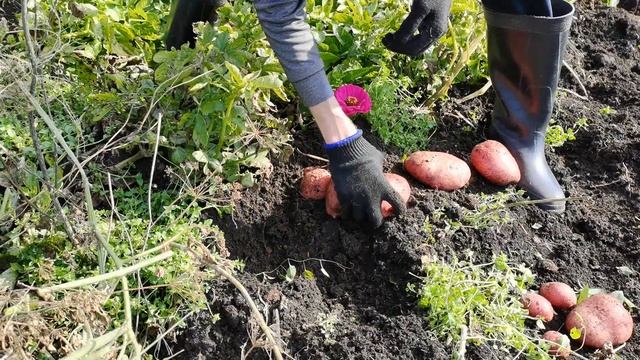 Копаю картофель Ирбитский от Садов России. Урожай из 10 картофелин за 230 рублей.