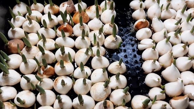 Выгонка тюльпана на гидропонике, повышаем температуру.  Первый опыт.