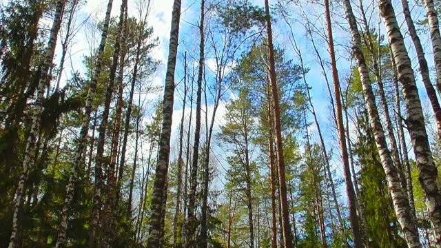 Звуки живой природы: лесной массив весной. Видео для отдыха.