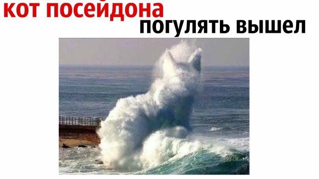 Сильные приколы с котами [Черный кот]