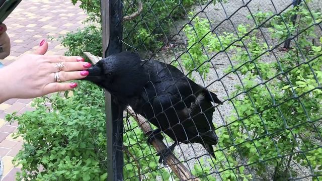 Умненький ворон Вася! Clever crow Vasya!