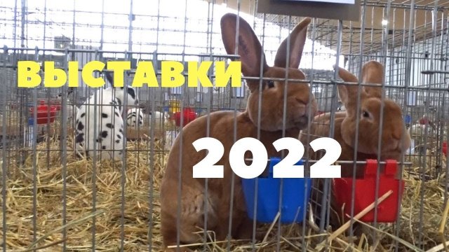 Кролики, куры, голуби на выставке в Чехии, Германии