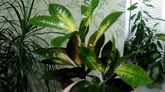 Комнатные цветы  Обзор комнатных растений.