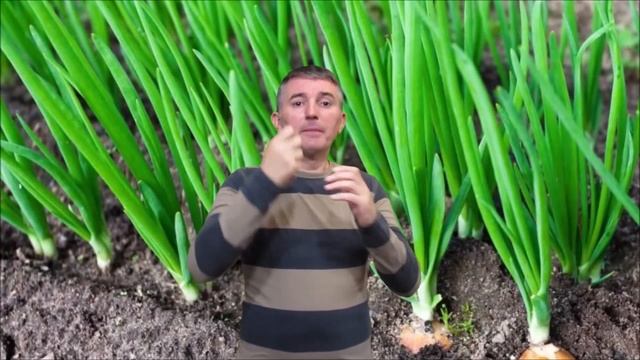 Полезные свойства зеленого лука