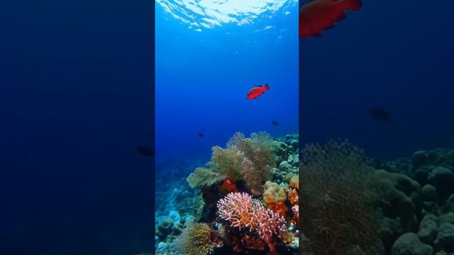 Подводный мир 🐠🐠🐠