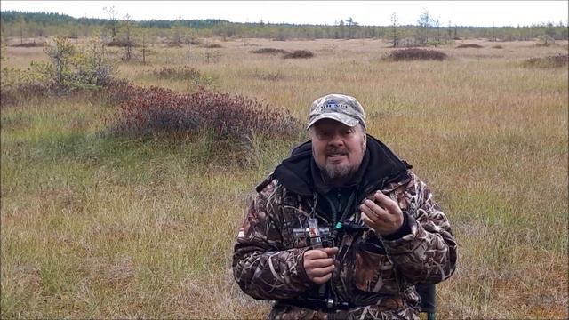 Как манить гуся