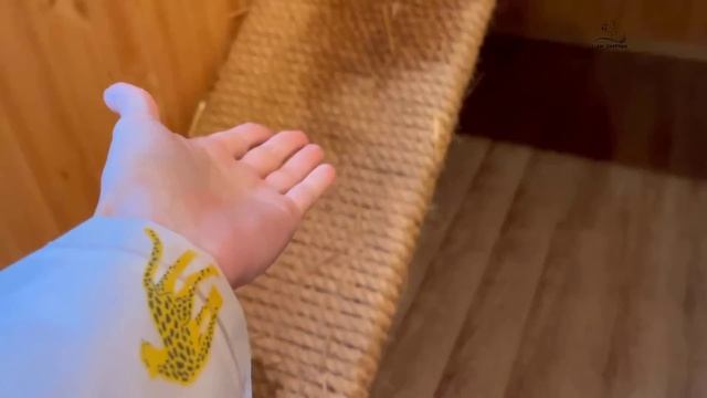 Дождливый вечер в ожидании еды. Как гепард Герда ждёт и встречает свой ужин.