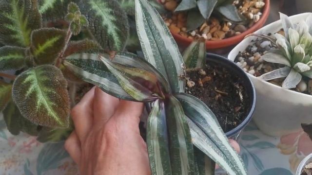 Эписции сорта, обзор