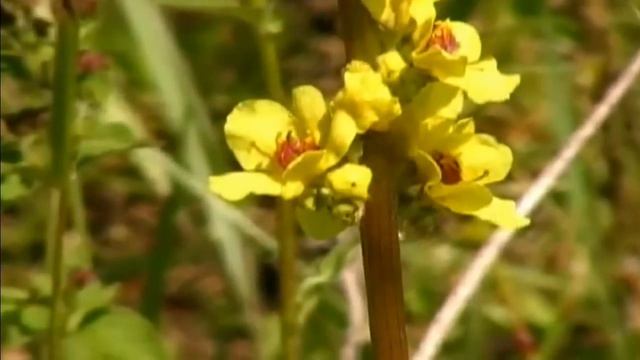 Родной край.Tatar Song Tugan Yak Василя Фаттахова