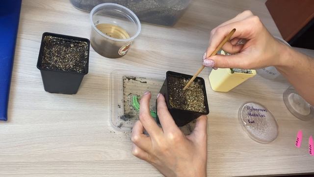 Выращиваем драконий фрукт из семян // Hylocereus growth home // Драконий фрукт дома