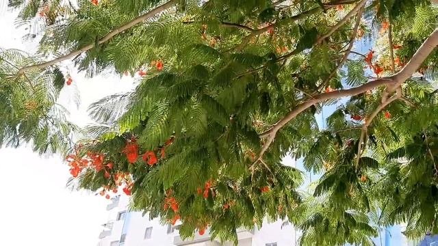 ДЕЛОНИКС - огненное дерево с красными цветами