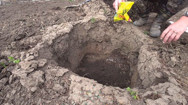 Весенняя высадка винограда, заправка ямы