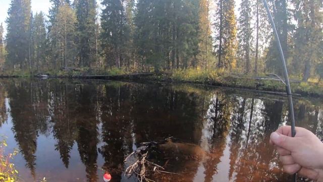 Рыбалка Хариус на севере . Крупняк хариус.