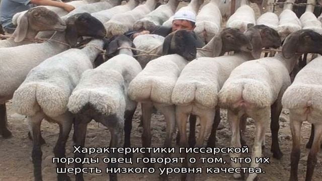 Гиссарская порода овец