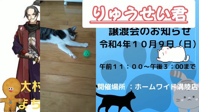 長崎県内の保護猫団体「大村純忠 まちねこ隊」より譲渡会のお知らせです。