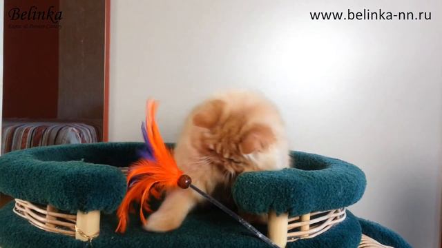 Кошечка Milana-Belinka Cattery