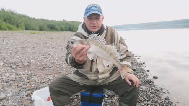 РЫБАЛКА НА РЕЗИНКУ НОЧЬЮ НА СУДАКА ЯЗЯ ЩУКУ .