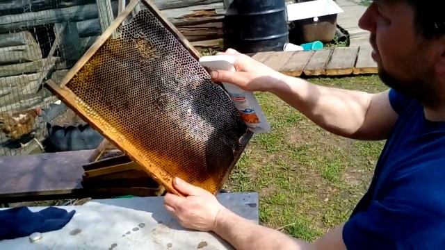 Дезинфекция пчелиных рамок от плесени