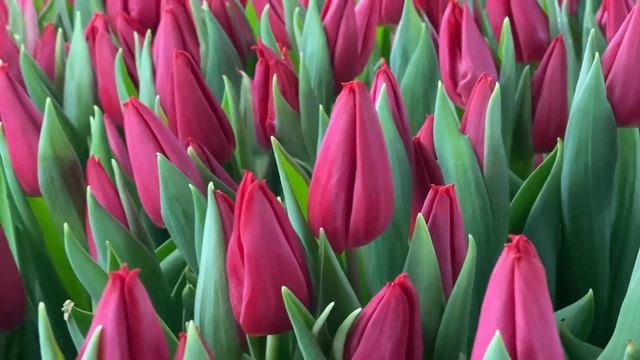 Сорт First Star. Выгонка тюльпанов