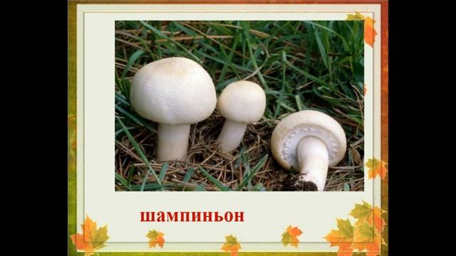 К уроку  «В.Д. Берестов « Хитрые грибы», «Грибы» (из энциклопедии)»