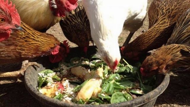 Можно ли давать курам свеклу