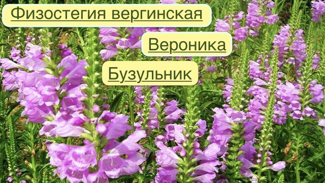 ТРОГАТЕЛЬНЫЕ ФИЗОСТЕГИИ И СТРОГИЕ ВЕРОНИКИ / БУЗУЛЬНИК ПРЖЕВАЛЬСКОГО. РАСТЕНИЯ - СВЕЧИ В САДУ.