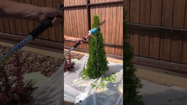 Стрижка туи «под конус»