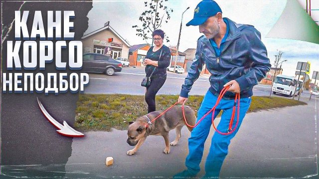 Неподбор (Один из способов, как отучить подбирать) Кане корсо
