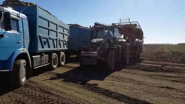 Уборка свеклы на КАМАЗЕ )