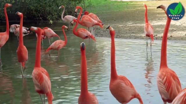 Beautiful Flamingo Bird Video Compilation | Birds Video | Flamingo Video for Kids | Animal Video
