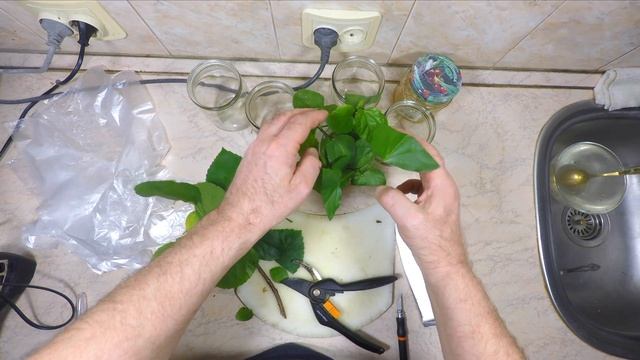 Секреты размножения гибискуса черенкованием | Розмноження гібіскуса черенкуванням