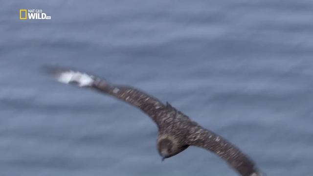 Nat Geo Wild: Дикая природа Шотландии: Высокогорье. Лето/ Wild Scotland. Highlands