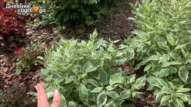 Формировка дёрена белого сорт Элегантиссима | Cornus alba Elegantissima #дневниксадовода #кустарник