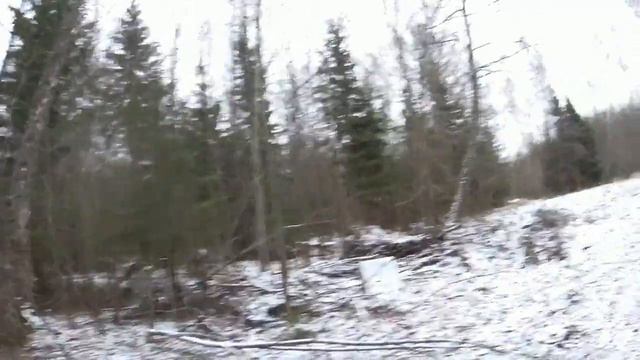 охота с русскими гончими. гона 8 часов .18 .11. 21