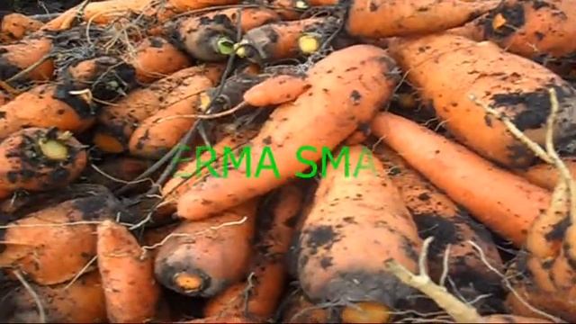 Скосил ботву моркови в июле  Уборка, что получилось
