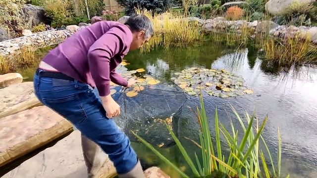 Выловил малька Карпа Кои. Пересаживаем малька карпа кои в другой пруд.