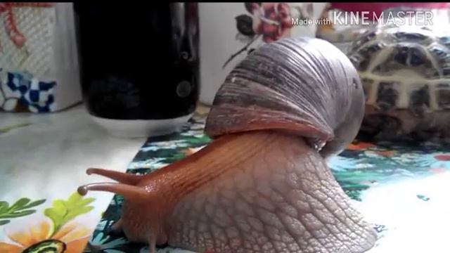 Домашние любимые питомцы )