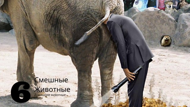 Слон какает 10 кг за раз вот так прикол / Местные топчут какашки ногами