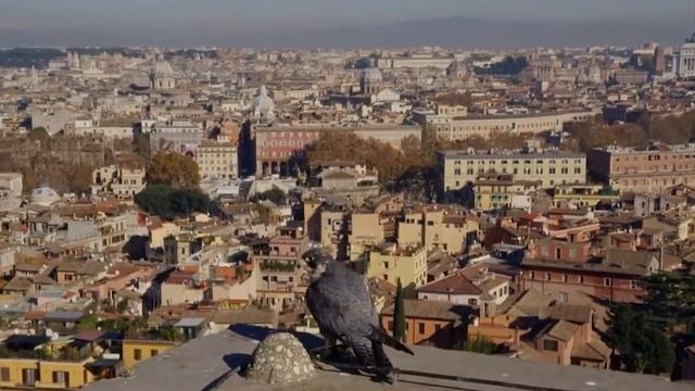 Как атакует Сапсан? Самый быстрый хищник в мире!